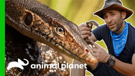 How to catch monitor lizard - balustradellc