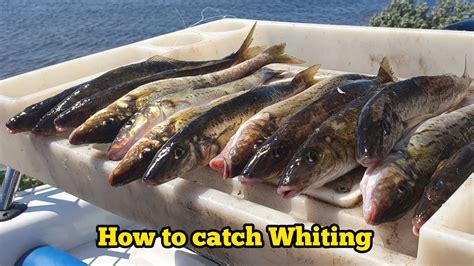 How to Catch Whiting - Fishing Australia - wintechmobiles.com