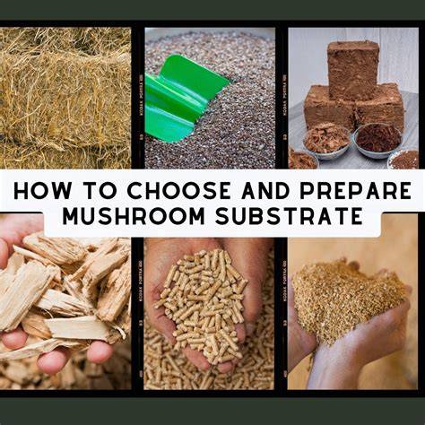 How To Choose And Prepare Mushroom Substrate - raincitystudios.com