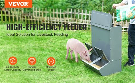 How to Choose Pig Feeders for Small-Scale Farms - Barn World - balustradellc