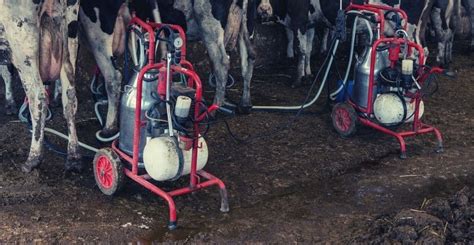 How to Choose the Best Milking Machine for Your Dairy Farm - balustradellc