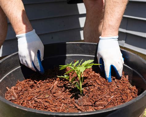 How To Choose The Best Mulch For Tomatoes: Expert … - balustradellc