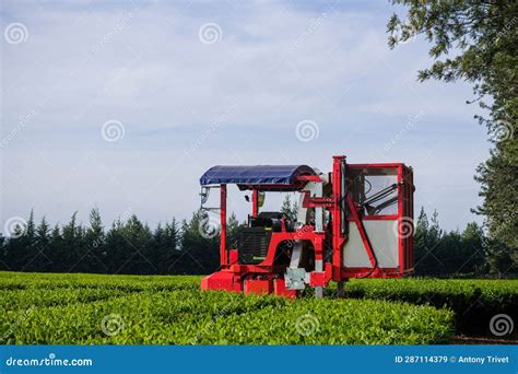 How To Choose The Best Tea Plucking Machine For Your Farm - balustradellc