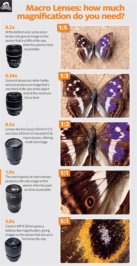How to Choose the Perfect Macro Lens - Digital … - balustradellc