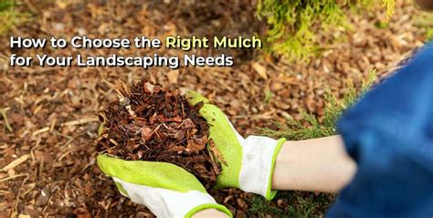 How to choose the right mulch for your garden - ABC News - raincitystudios.com