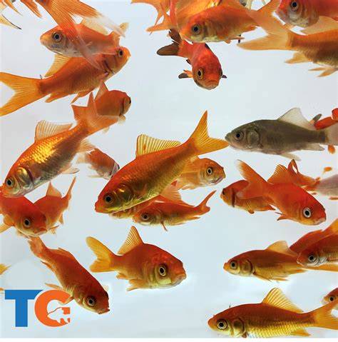 How to Choose the Right Type of Goldfish for Your … - raincitystudios.com