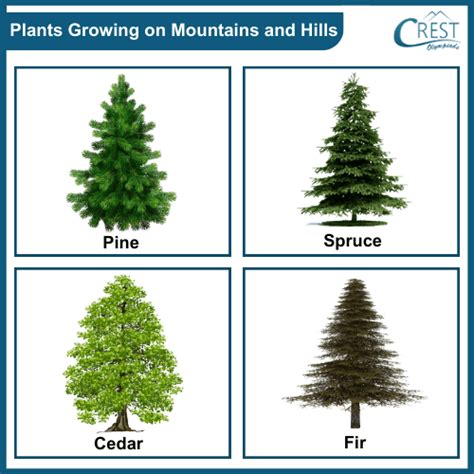 How to Choose Trees That Adapt Well to Mountain Elevations - raincitystudios.com