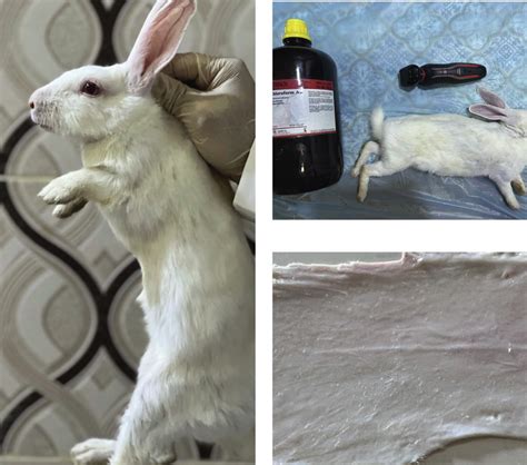 how to clean/skin a rabbit - balustradellc