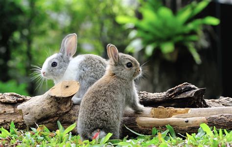 How to Clean a Rabbit (Easy and Effective Steps for … - balustradellc