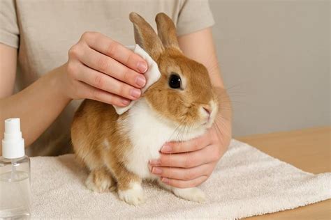 How to Clean a Rabbit - Missouri Department of … - balustradellc