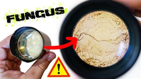 How to Clean a Vintage Lens with a Huge Fungus Infection - balustradellc
