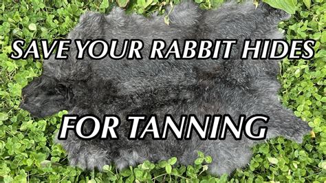 How To Clean and Preserve Rabbit Hides For Tanning - balustradellc