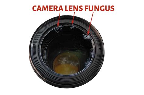 how to clean fungus from camera lenses || lens fungus cleaning ... - balustradellc