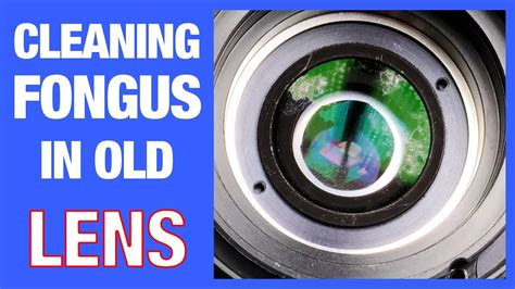 How to clean fungus off camera lenses - Lens Tech Hub - balustradellc