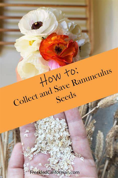 How to Collect and Save Wildflower Seeds - My Square … - raincitystudios.com