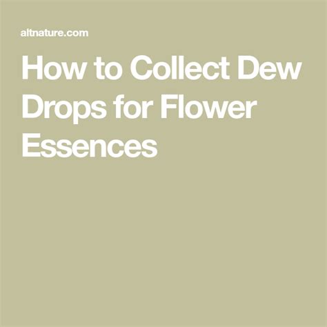 How to Collect Dew Drops for Flower Essences - balustradellc