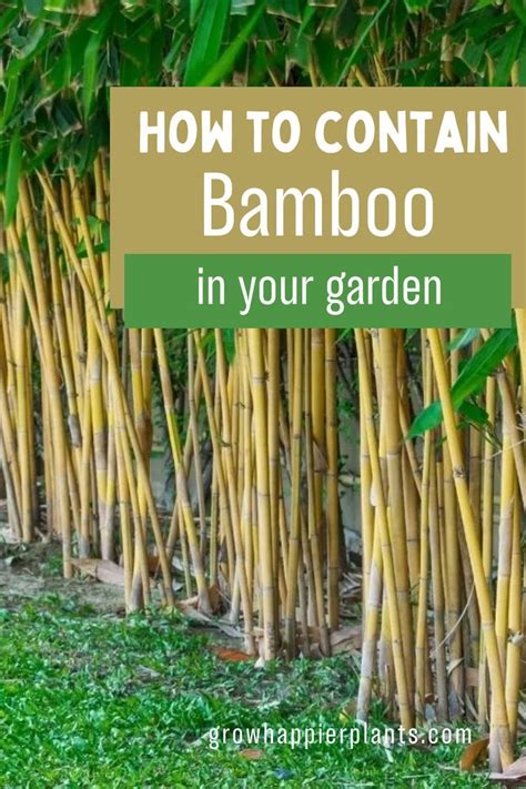 How to Contain Bamboo in Your Garden - balustradellc