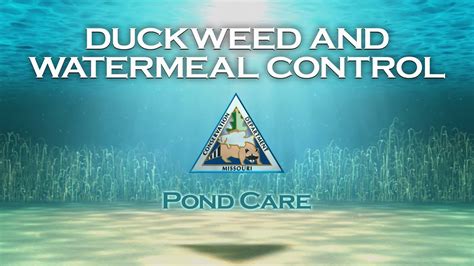 How to Control Watermeal - AquaPlant: Management … - coolestguyplanet.net