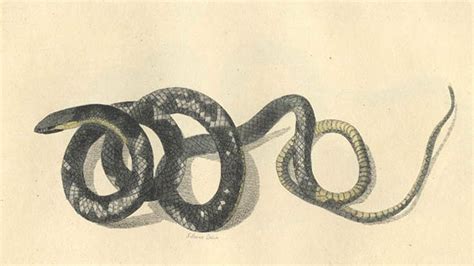 How to Cook Snakes (Because It's St. Patrick's Day) - balustradellc