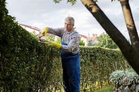 How to Create a Fedge: A Fence Made Out of Hedges - raincitystudios.com