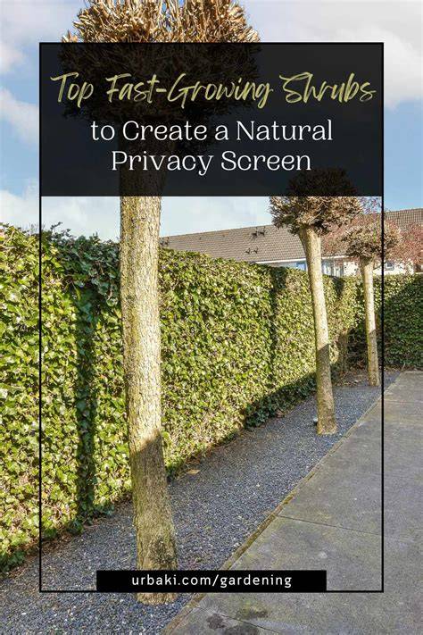 How To Create Natural Shade And Privacy In Your … - raincitystudios.com