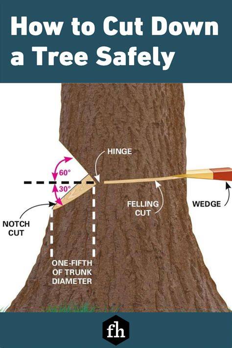 How to Cut Down a Tree | Tree Felling Guide - raincitystudios.com