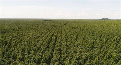 How to develop a successful teak plantation - TRC - raincitystudios.com