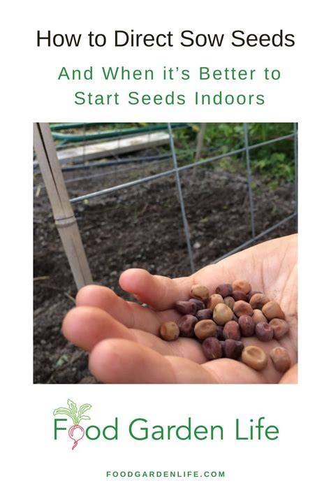 How to Direct Sow Seeds in Your Garden - 2026 - raincitystudios.com