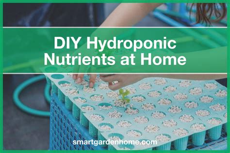How to DIY Hydroponic Nutrients at Home - wintechmobiles.com