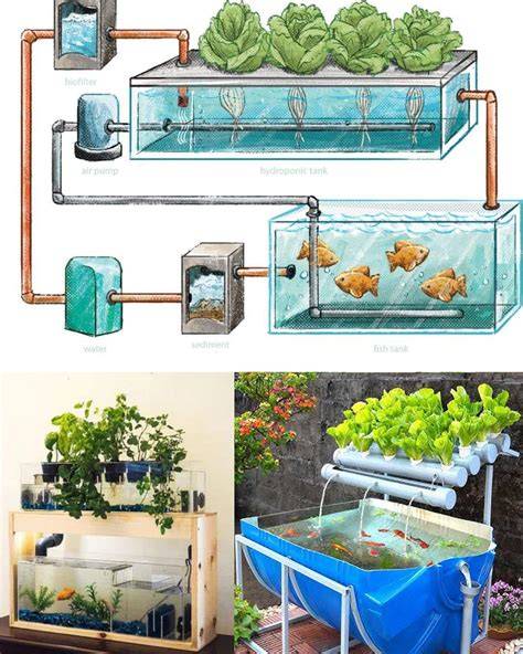 How to DIY Your Aquaponics System - Go Green … - raincitystudios.com