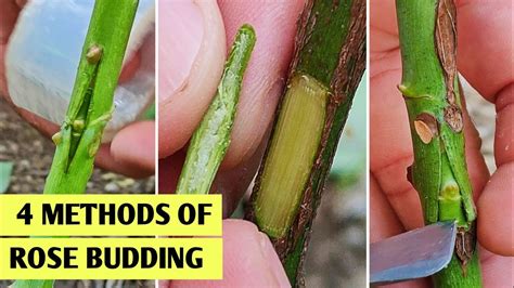 How to do rose budding , secrets and techniques of rose grafting - raincitystudios.com