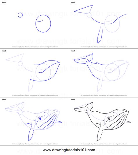 HOW TO DRAW A HUMPBACK WHALE Step by Step Pencil Drawing Tutorial