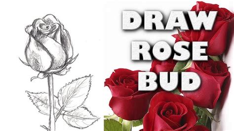 HOW TO DRAW A ROSE BUD Step by Step Drawing Tutorial. Guided ... - raincitystudios.com