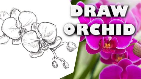 HOW TO DRAW AN ORCHID Step by Step Drawing Tutorial. Guided realistic