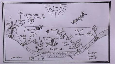 HOW TO DRAW ECOSYSTEM YouTube
