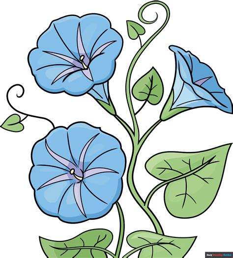HOW TO DRAW MORNING GLORY FLOWERS easy steps for beginners tutorial
