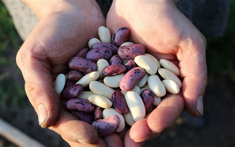 How to Dry and Store Scarlett Runner Beans - Eartheasy - raincitystudios.com