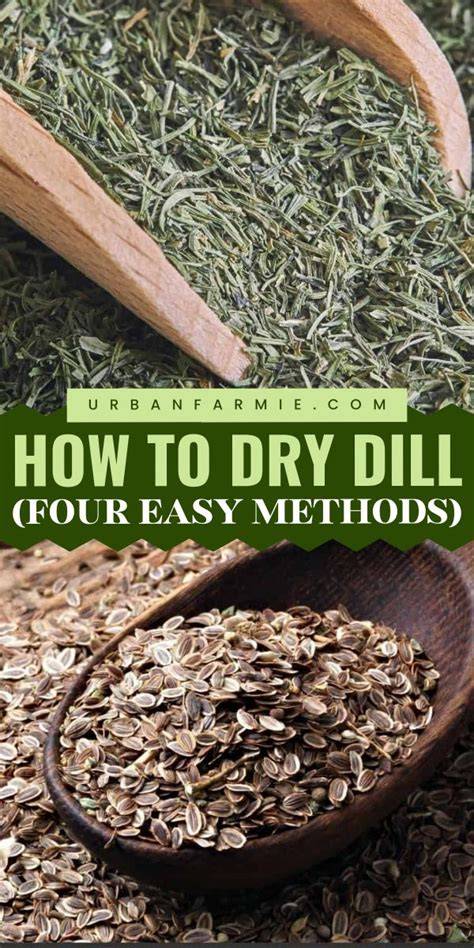 How to Dry Dill! (Four Easy Methods) - Urban Farmie - raincitystudios.com