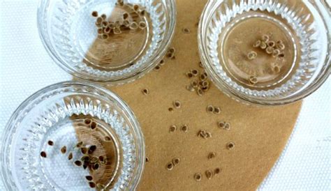 How to Dry Seeds: 3 Techniques for Success - Hobby … - raincitystudios.com