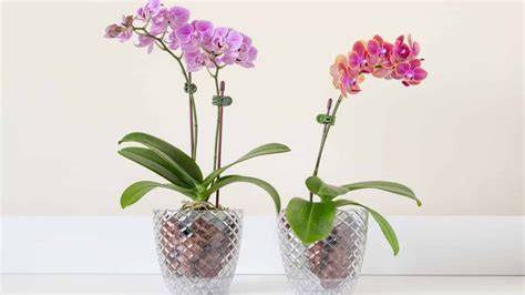 How to Easily Grow and Care for Phalaenopsis Orchids … - raincitystudios.com