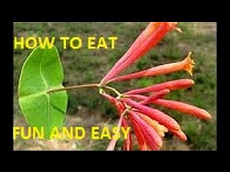 HOW TO EAT IXORA FLOWER NECTAR - YouTube