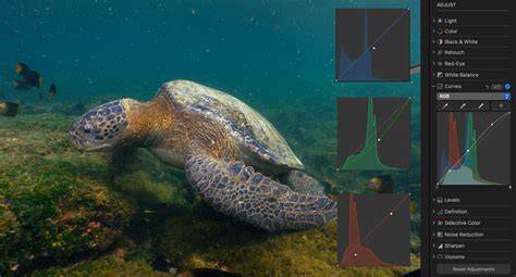 How to Edit Underwater Photos – Best Beginner Tips - raincitystudios.com
