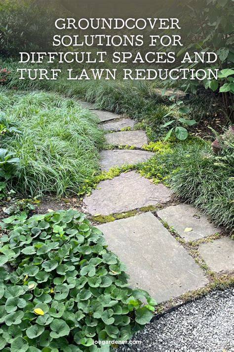 How to Establish Groundcover Plants for Erosion Control - raincitystudios.com