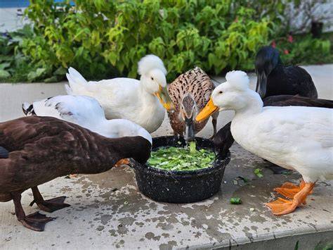 How to Feed Ducks - Raising Ducks - raincitystudios.com