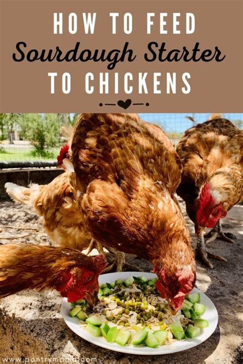 How to Feed Sourdough Discard to Chickens - The Pantry Mama - raincitystudios.com