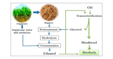 How to Ferment Sugar to Ethanol: The Process - Oculyze - wintechmobiles.com