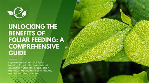 How to fertilise by foliar feeding - ABC Organic … - raincitystudios.com