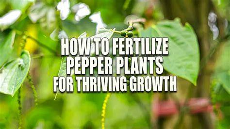 How to Fertilize Pepper Plants for Thriving Growth: … - raincitystudios.com