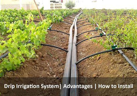 How to fertilize through a Drip Irrigation System - raincitystudios.com
