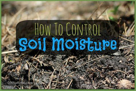 How to Fix Dry Soil: Effective Moisture Strategies for … - raincitystudios.com